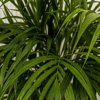 Хризалидокарпус Арека (Дипсис) d21/h120