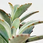 Каланхоэ Томентоза Дороти d10/h20