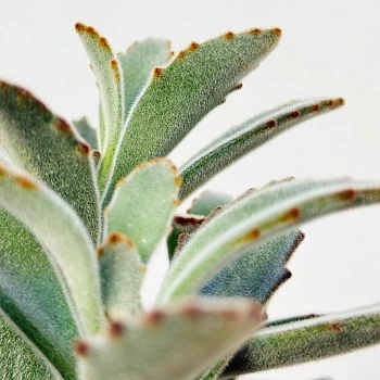 Каланхоэ Томентоза Дороти d10/h20