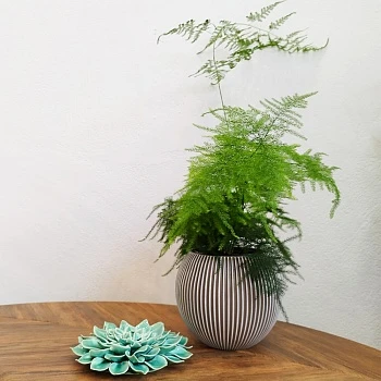 Аспарагус Плюмозус d12/h75