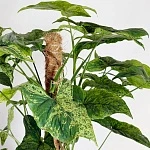 Сингониум Моттлед d18/h90