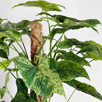 Сингониум Моттлед d18/h90