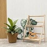 Аглаонема Чинто Куин d14/h45