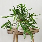 Микросорум Диверсифолиум d24/h50