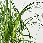  Нолина бранч шар d17/h50