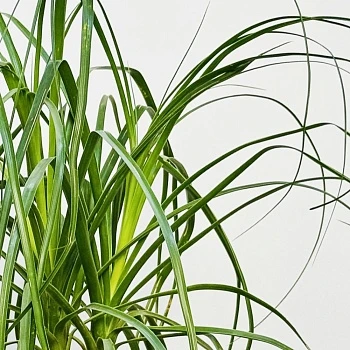  Нолина бранч шар d17/h50