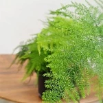 Аспарагус Плюмозус d12/h75