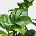 Замиокулькас Зензи d12/h30