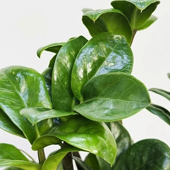 Замиокулькас Зензи d12/h30