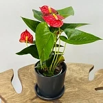 Антуриум Джамбо Ред d12/h40