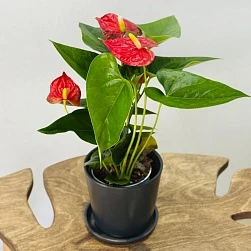 Антуриум Джамбо Ред d12/h40