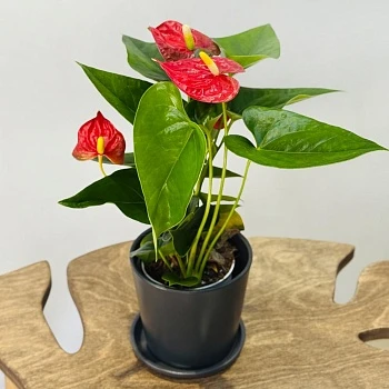 Антуриум Джамбо Ред d12/h40