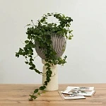 Фикус Пумила d12/h25