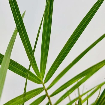 Финик канарский d11/h65