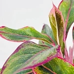 Аглаонема Крит d12/h30