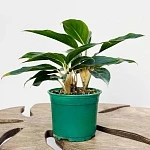 Аглаонема Мистерио d12/h30