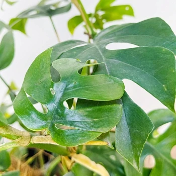 Рафидофора Тетрасперма d17/h70