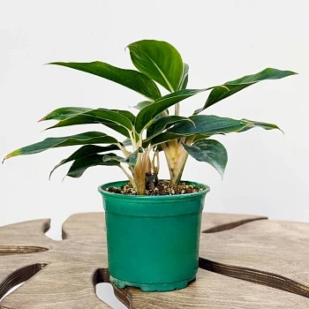 Аглаонема Мистерио d12/h30