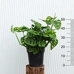 Монстера Обликва d18/h50