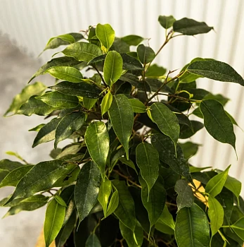 Фикус Бенджамина Наташа d14/h45