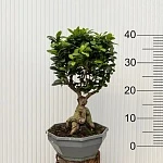 Фикус Микрокарпа Бонсай d17/h40