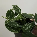 Сциндапсус Пиктус d12/h35