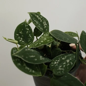 Сциндапсус Пиктус d12/h35