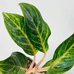 Аглаонема Грин Микс d12/h35