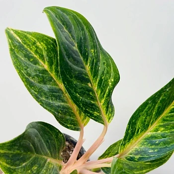 Аглаонема Грин Микс d12/h35