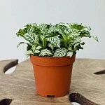 Фиттония микс 