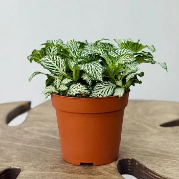 Фиттония микс 