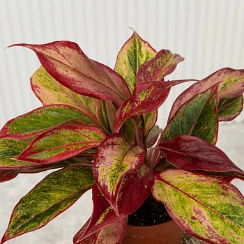 Аглаонема Сиам Ред d12/h25