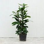 Фикус Циатистипула d23/h120