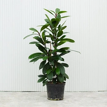 Фикус Циатистипула d23/h120