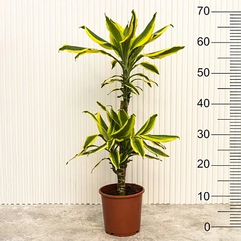 Драцена фрагранс Еллоу Кост d17/h70