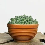 Маммилярия мини в плошке d16/h15