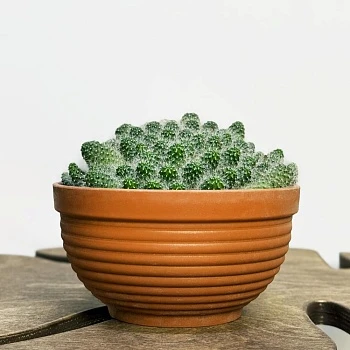 Маммилярия мини в плошке d16/h15