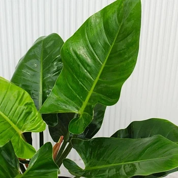 Филодендрон Империал Грин d23/h80