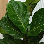 Фикус Лирата d30/h130