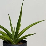 Сансевиерия Сильвер Сирени d12/h50