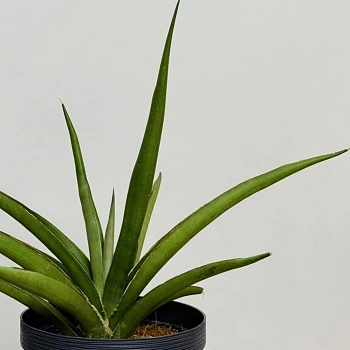 Сансевиерия Сильвер Сирени d12/h50