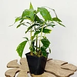 Кариота Митис d14/h65