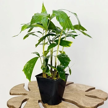 Кариота Митис d14/h65