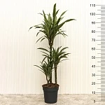 Драцена фрагранс Улисес d21/h110