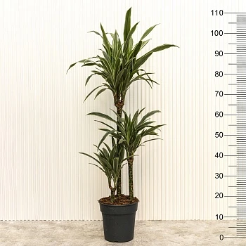 Драцена фрагранс Улисес d21/h110