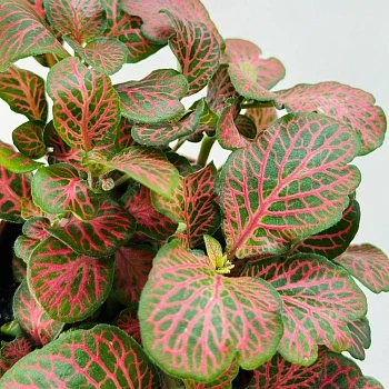 Фиттония микс 