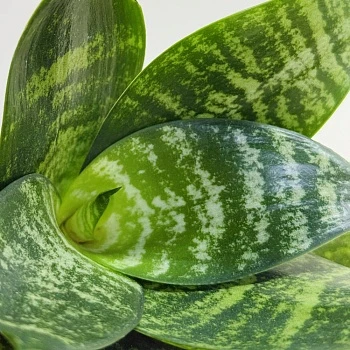 Сансевиерия Ханни d6/h15