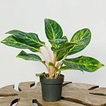 Аглаонема Грин Микс d12/h35