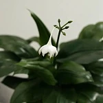 Эухарис крупноцветковый d23/h55