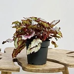 Бегония Мэджик Колорс  d12/h25 